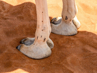 Obraz premium Two feet of a dromedary (Camelus dromedarius), photographed in the Sharqiya Desert.