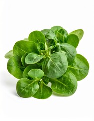 Fototapeta premium Feldsalat freigestellt