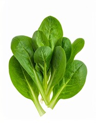 Fototapeta premium Feldsalat freigestellt