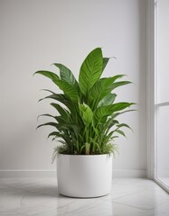 Fototapeta premium Snake plant and pothos in a elegant white planter, greenery, snake plant, indoor plants