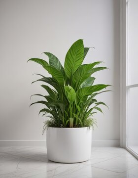 Snake plant and pothos in a elegant white planter, greenery, snake plant, indoor plants