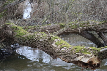 Ice drift on the River