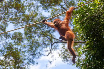 Naklejka premium Young orange hairy Orangutan Orang utan flying through the trees in Borneo