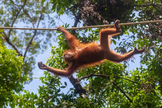 Orangutan Orang utan swinging through the trees in Borneo