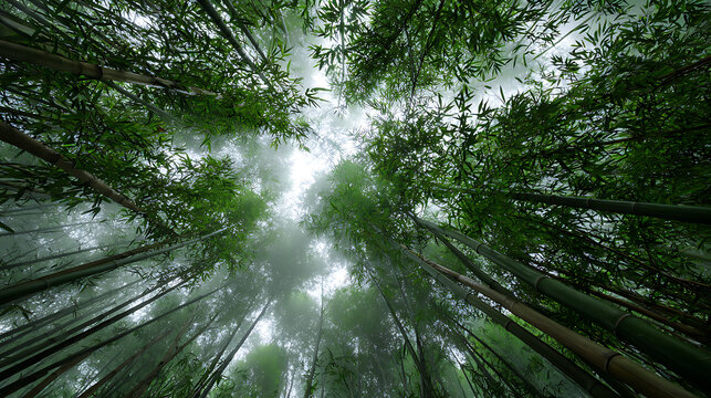 Worm's-eye view looking up through a dense, towering green bamboo forest canopy shrouded in ethereal morning mist.