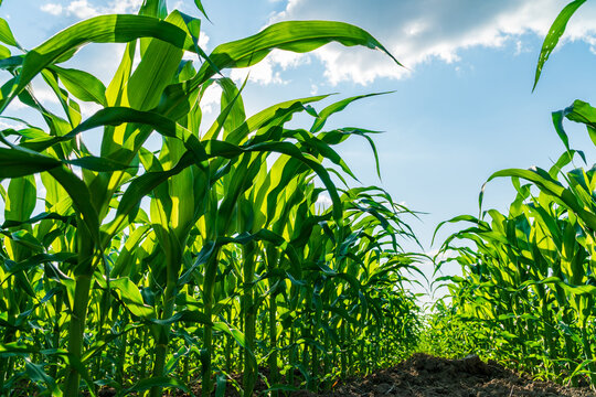 Golden rays of the sun dance through tall corn plants, showcasing the rich growth and vitality of a thriving maize crop on a warm summer day