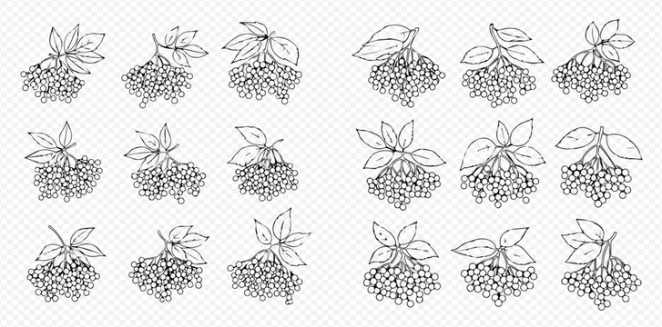 Elderberry plant sprigs with berries and leaves in a black and white line art illustration set.