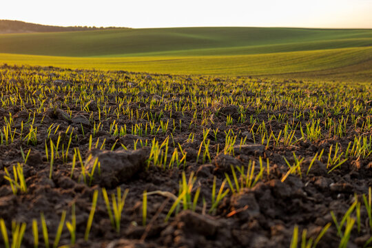 Delicate wheat sprouts emerge from dark soil, illuminated by the warm sunlight of sunrise in a serene winter field