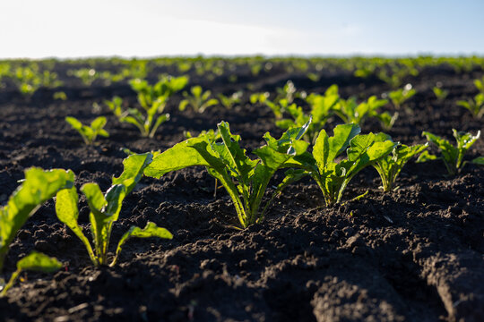 Rows of sugar beet plants thrive in a rich, dark soil field, soaking up sunlight on a clear, vibrant day in the countryside