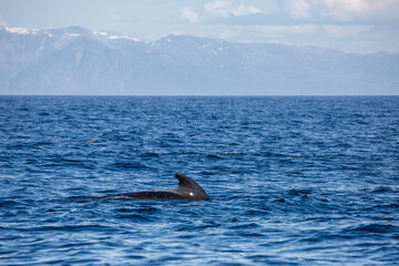 Fototapeta premium Dolphin group surfacing during sunny day in the arctic waters, Norway