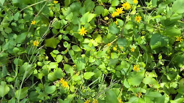 High Angle View of Beautiful Yellow Wedelia Flowers Blooming in the Lush Garden