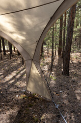 beige camping tent in a pine forest  © Ivan