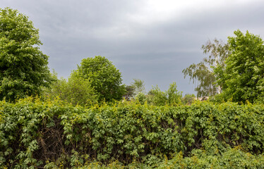 Fototapeta premium a summer landscape with lots of greenery, a dark sky and a grassy fence 