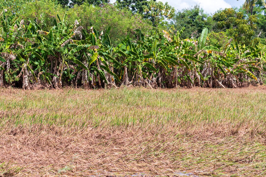 rice field paddy water flooded nature background