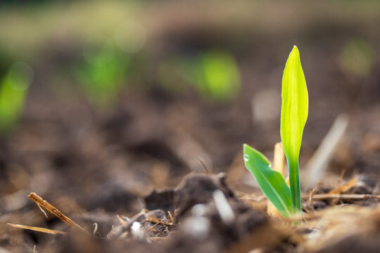 Row of young corn sprouts. Corn cultivation. Close-up of a corn sprout in the field.