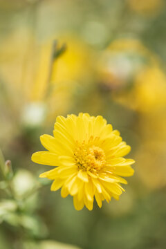 Chrysanthemum flowers on the plant.