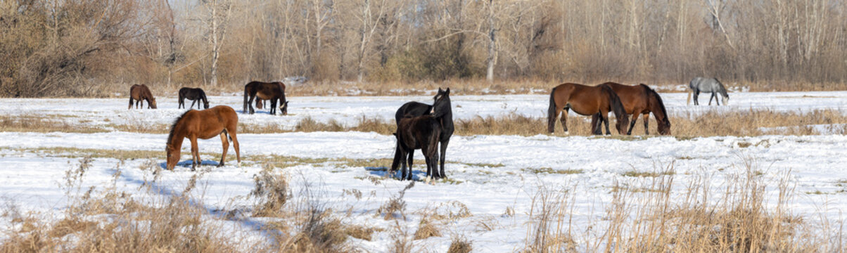 Horses graze on a snowy pasture with withered grass in winter
