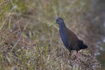 A rail with a green bill wanders through the marshland.