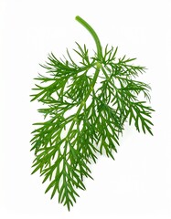 Fototapeta premium Dill frisch freigestellt