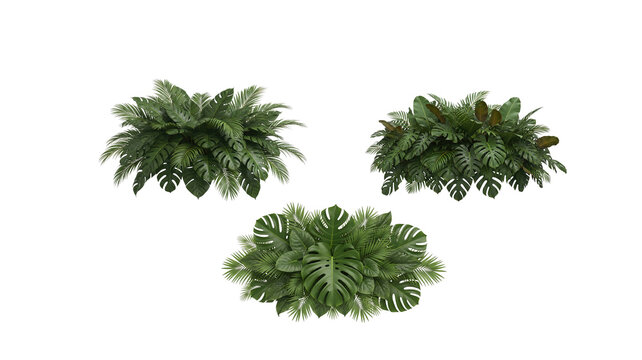 Tropical Leaves Arrangement on transparent background ,png