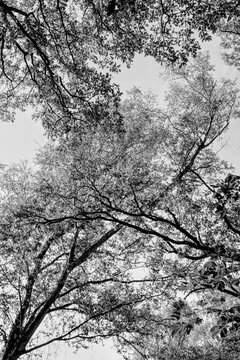View through tree canopy at blue sky in late summer in the UK