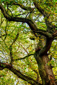 View through tree canopy at blue sky in late summer in the UK