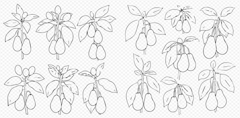 Set of hand-drawn dogwood berry branches with leaves, black and white outline vector illustration on transparent background. © Akun