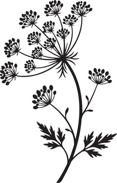 Elegant Monochrome Wildflower Umbel Silhouette Graphic Design Element