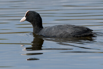 Blässhuhn schwimmt auf einem Teich © Karin Jähne