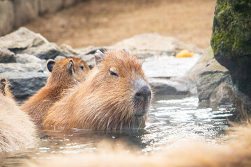 Group of Capybaras Relaxing in a Steamy Citrus Onsen