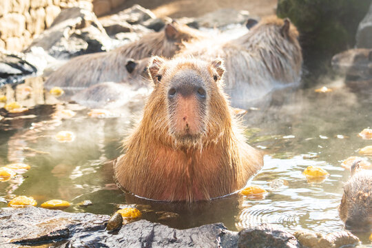 Group of Capybaras Relaxing in a Steamy Citrus Onsen