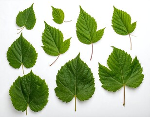 Assortment of Fresh Green Leaves on White Background.