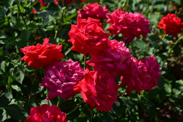 Close up of beautiful red roses blooming in a summer garden under bright sunlight