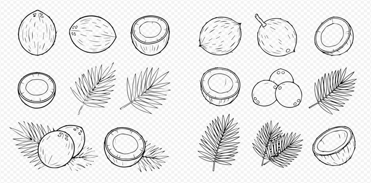 Set of hand-drawn coconut illustrations with whole and halved coconuts and palm leaves, perfect for tropical designs and healthy food concepts.