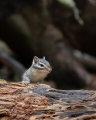 Chipmunk in forest 
