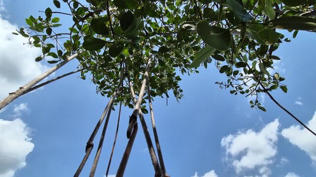 Mangrove Propagules Hanging in Tropical Forest with Clear Blue Sky Background.