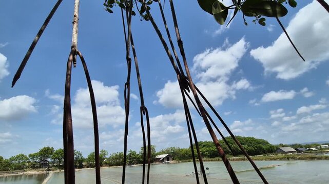 Mangrove Propagules Hanging in Tropical Forest with Clear Blue Sky Background.