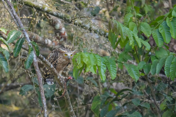 Buffy Fish Owl (Ketupa ketupu) on branch birdwatching in the forest.
