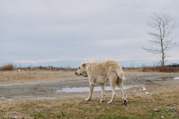 Dog walking across a barren landscape with puddles, gray sky and sparse trees, conveying loneliness...