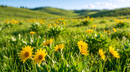 Obraz premium Yellow balsamroot wildflowers blooming in a green meadow. Rolling hills landscape under a blue sky. Spring nature background with selective focus