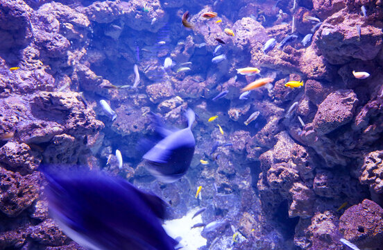 Vibrant tropical fish of various colors and sizes bustle among porous rocks and reefs in deep blue water.