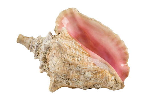 Pink queen conch shell isolated. Tropical ocean souvenir.