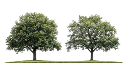 Fototapeta premium Two lush green trees, isolated on transparent background