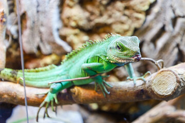 Obraz premium Vibrant green lizard with a distinct scale texture and a dorsal crest carefully observes its surroundings while perched on a wooden branch. Detailed macro shot of the reptile in a terrarium showcases 