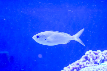 A graceful silvery fish swims swiftly in deep blue water against a background of blurred coral reefs. The minimalist composition emphasizes the smooth lines of the marine inhabitant and creates a sens © Олег Струс