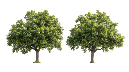 Obraz premium Green leafy trees, nature, isolated on transparent background