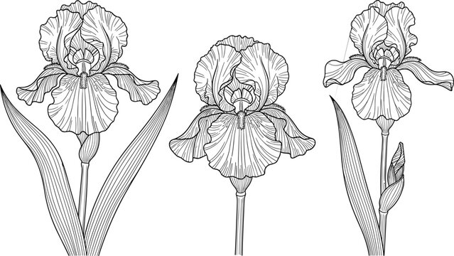 Set of Hand Drawn Iris Flower Sketches in Black and White Line Art Style for Botanical Illustrations Wedding Invitations and Adult Coloring Pages
