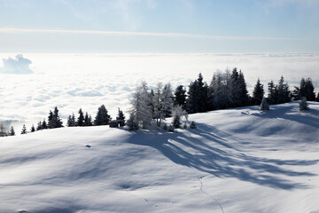 view of the mountains with snow covered trees