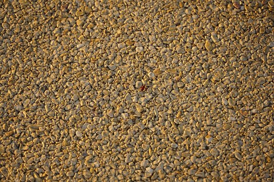 A firebug red and black insect on white pebbles