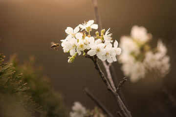 tree blossom with a bee